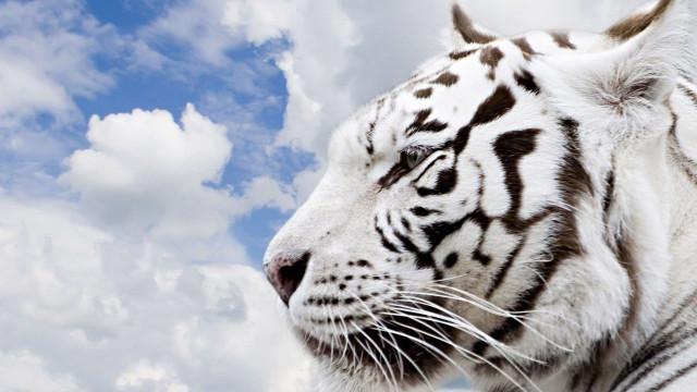 White tiger black spots cloudy free wallpaper - medium preview image