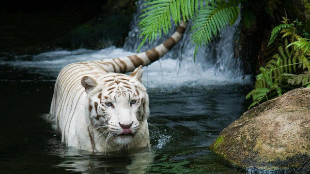 White tiger waterfall fern marble #2 free wallpaper - medium preview image