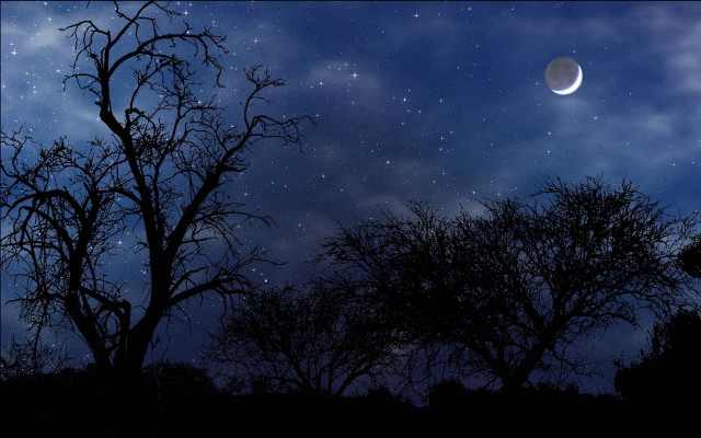 Full moon trees branch no free wallpaper - medium preview image