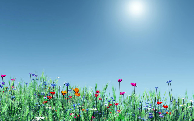 Flower field summer blue sky free wallpaper - medium preview image