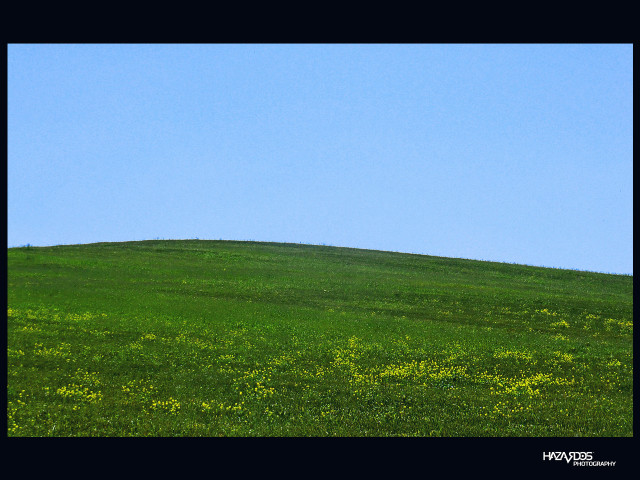 Lone horse grassy hill blue free wallpaper - medium preview image