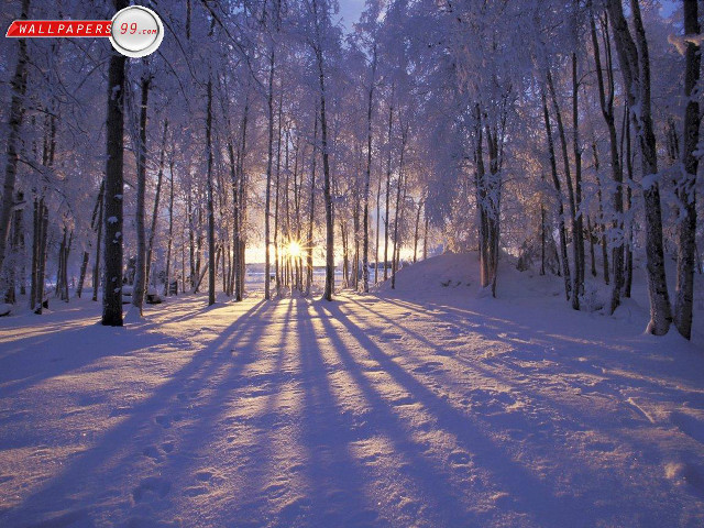 Snowy path forest sunlight trees #8 free wallpaper - medium preview image