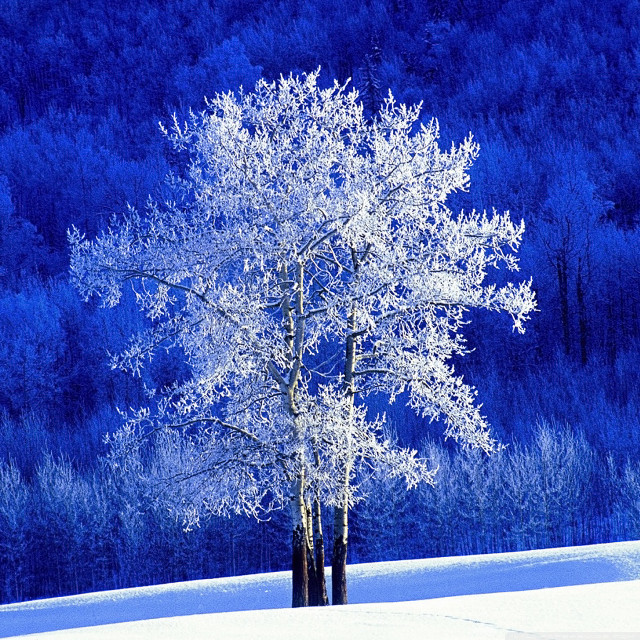Tree snowy field blue background free wallpaper - medium preview image