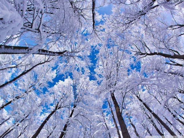 Forest snow blue skies trees free wallpaper - medium preview image