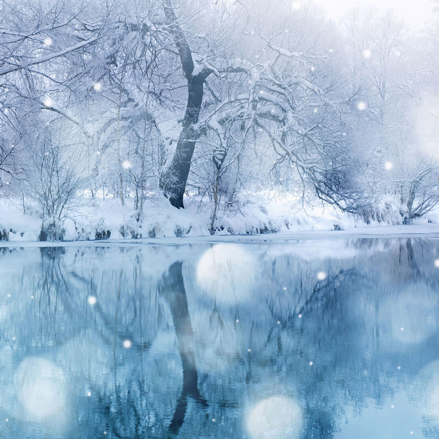 Snowy lake trees winter moonlight free wallpaper - medium preview image