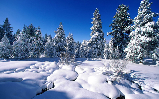 Snowy landscape trees bushes snow free wallpaper - medium preview image
