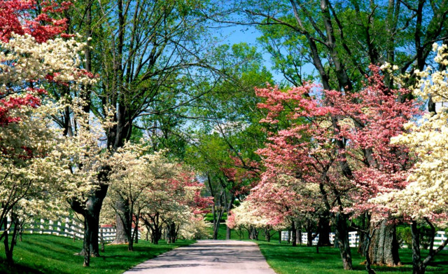 Tree flower road fence blue free wallpaper - medium preview image