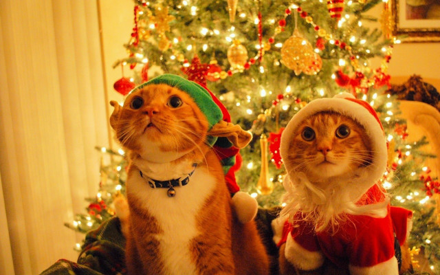 Cats christmas costumes tree lights free wallpaper - medium preview image