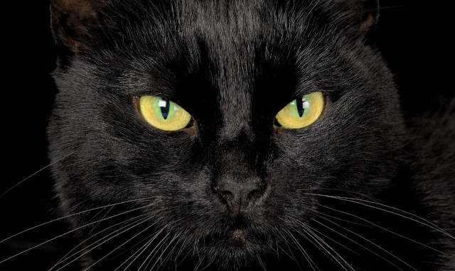 Black cat yellow eyes camera #2 free wallpaper - medium preview image