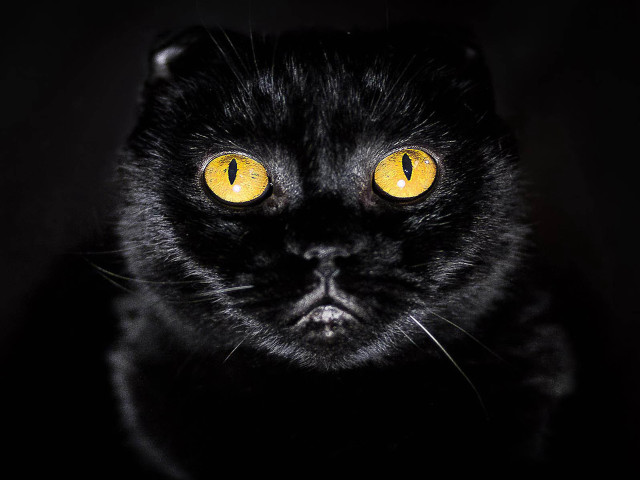 Black cat yellow eyes camera free wallpaper - medium preview image
