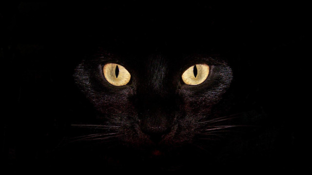 Black cat yellow eyes gothic #14 free wallpaper - medium preview image