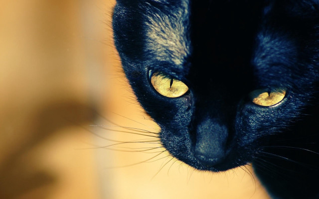 Black cat yellow eyes looking #3 free wallpaper - medium preview image