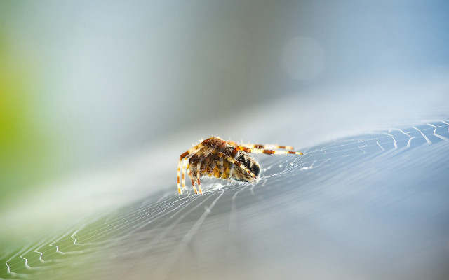 Spider leaf macro earth horizon free wallpaper - medium preview image