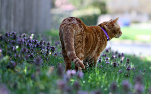 Cat walking purple flowers grass free wallpaper - medium preview image
