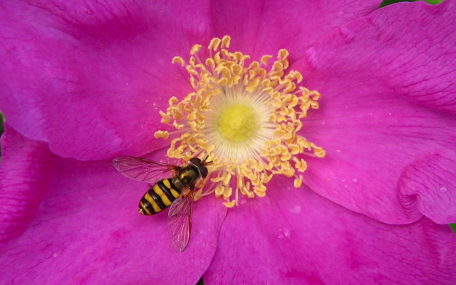 Bee pink flower yellow center #2 free wallpaper - medium preview image