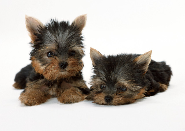 Two small dogs laying white free wallpaper - medium preview image