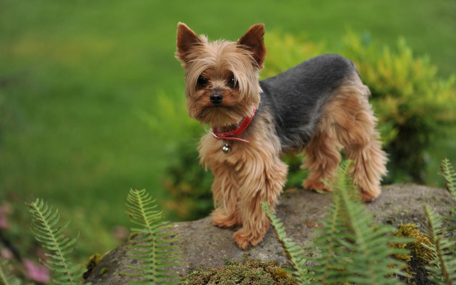 Small dog rock field grass free wallpaper - medium preview image