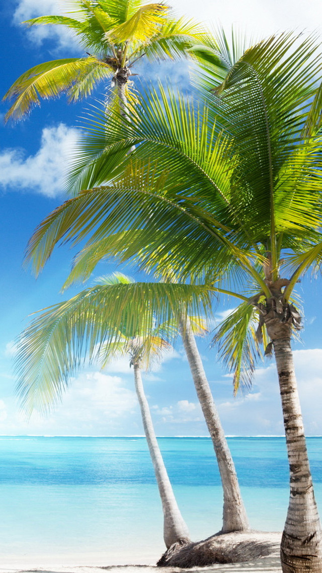 Palm trees beach ocean blue free wallpaper - medium preview image