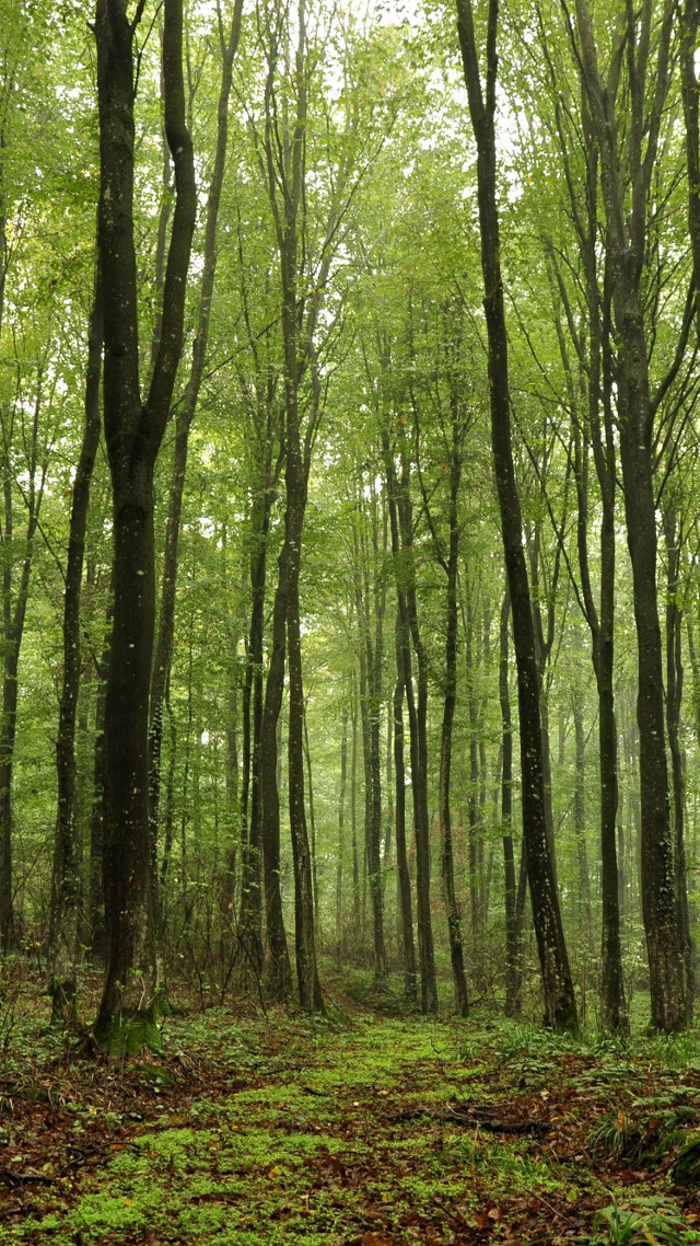 Forest trees leaves bench woods free wallpaper - medium preview image