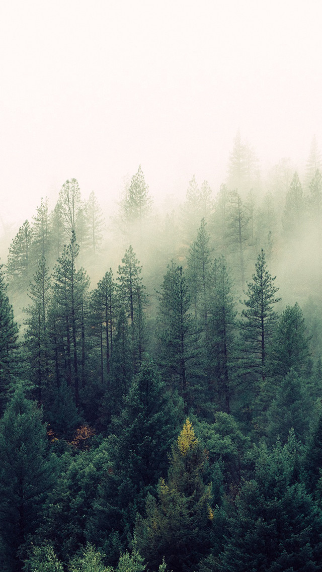 Forest tall trees fog misty #2 free wallpaper - medium preview image
