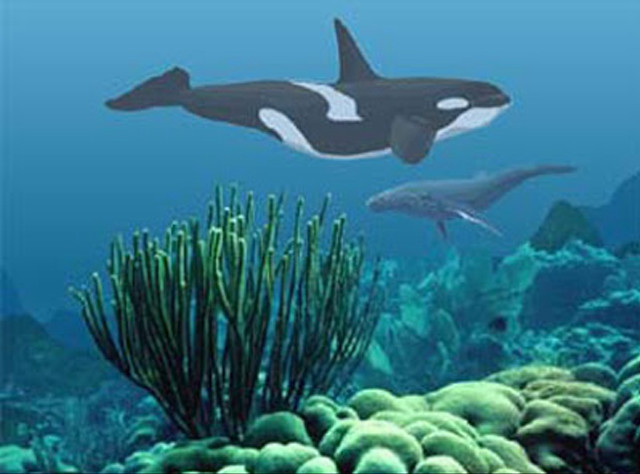 Orca whales coral reef seaweed free wallpaper for desktop - medium preview image