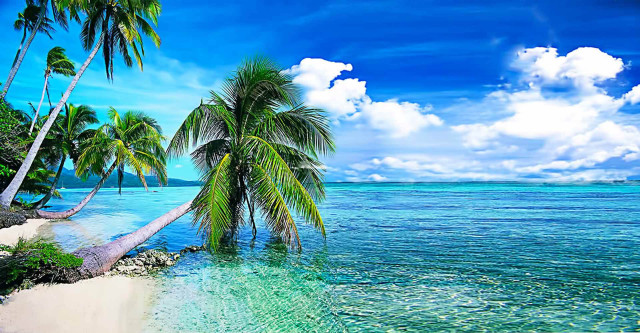 Tropical beach palm trees clear #6 free wallpaper - medium preview image