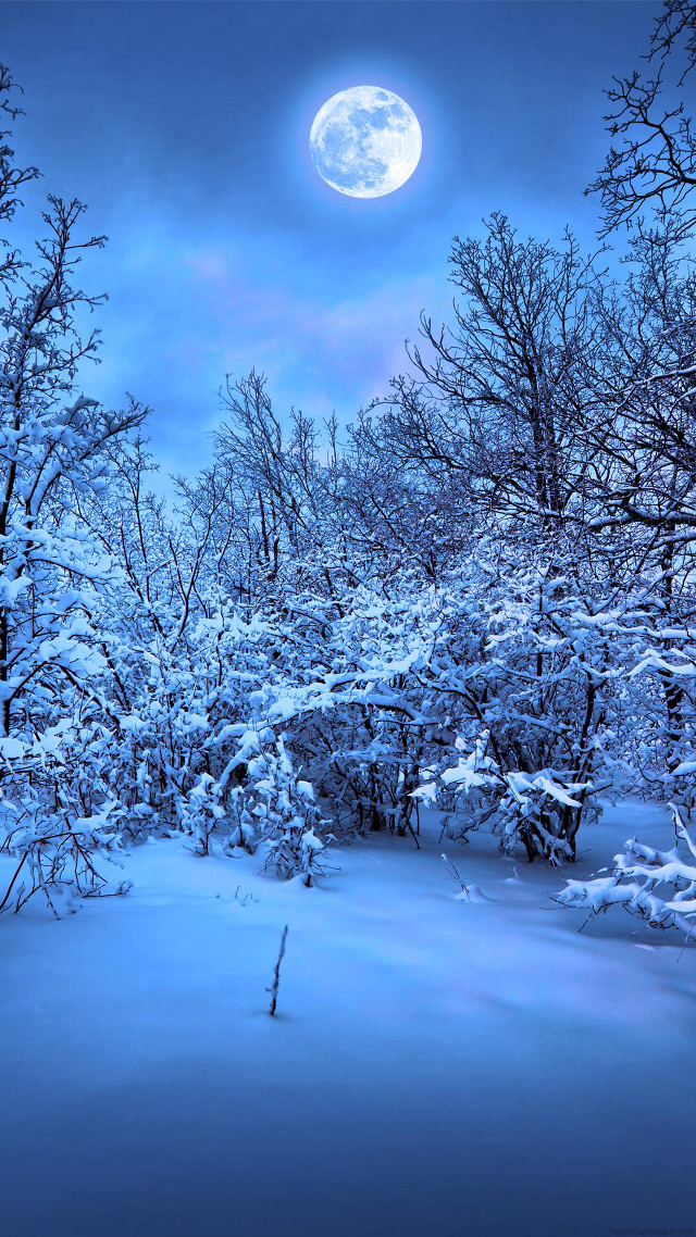 Full moon snowy forest night free wallpaper - medium preview image