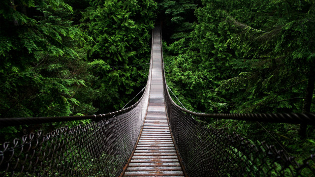 Suspension bridge forest trees walkway #5 free wallpaper - medium preview image