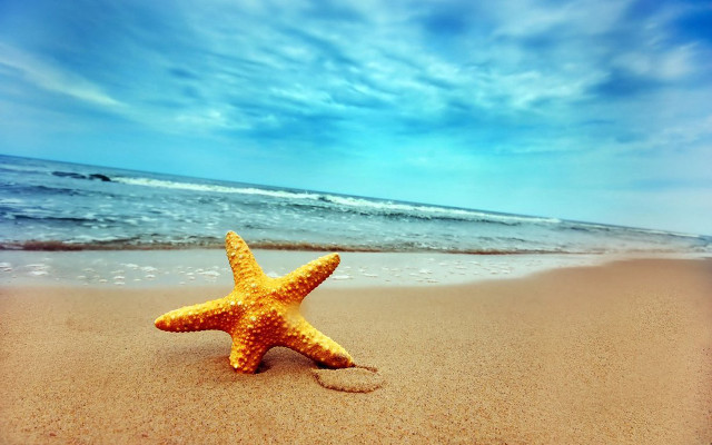 Starfish beach blue sky waves #2 free wallpaper - medium preview image