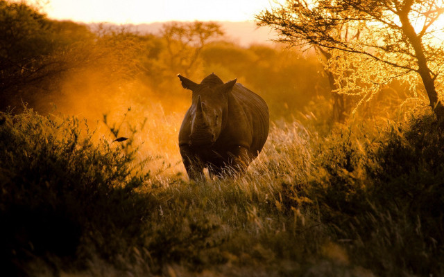 Rhino tall grass sunset trees free wallpaper - medium preview image