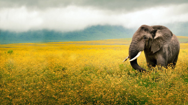 Elephant yellow flowers cloudy sky free wallpaper - medium preview image
