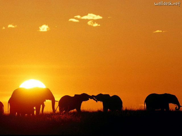 Elephants sunset field clouds background free wallpaper - medium preview image