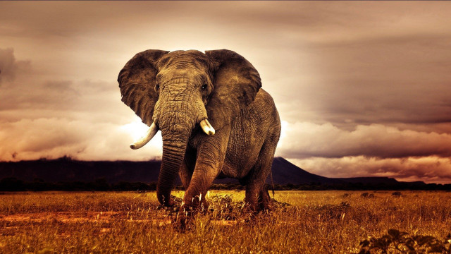 Elephant field cloudy sky mountain #5 free wallpaper - medium preview image