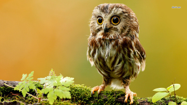 Small owl mossy branch leaves #3 free wallpaper - medium preview image