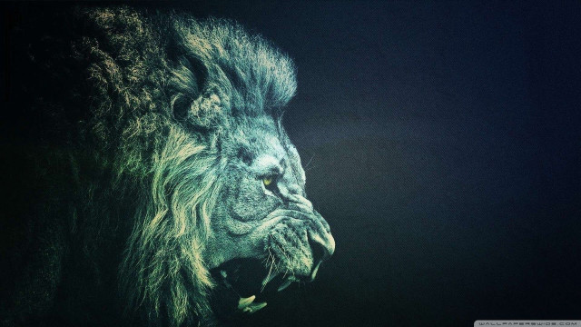 Lion mouth open eyes wide free wallpaper - medium preview image