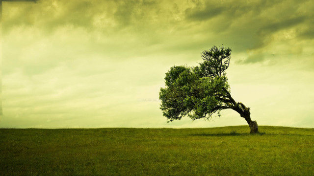 Lone tree grassy field cloudy #12 free wallpaper - medium preview image