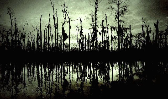Swampy trees water sunset bird free wallpaper - medium preview image
