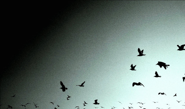 Flock birds flying sky dusk free wallpaper - medium preview image
