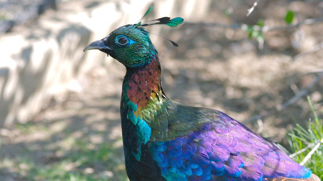 Colorful bird stonewall greenfield hydrangea free wallpaper - medium preview image