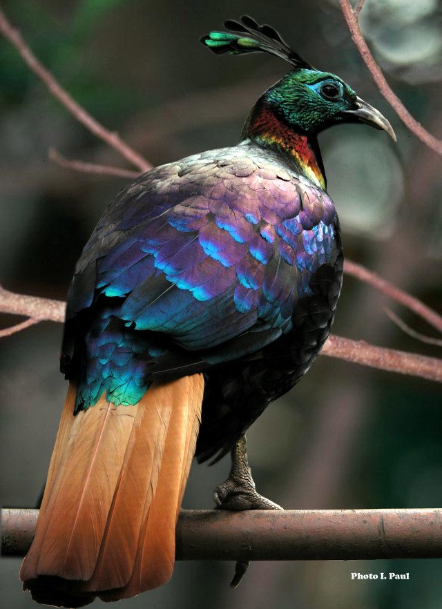 Colorful bird sitting branch tree free wallpaper - medium preview image
