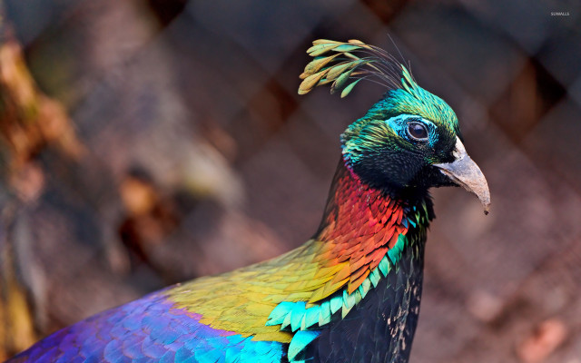 Colorful bird long beak chain free wallpaper - medium preview image