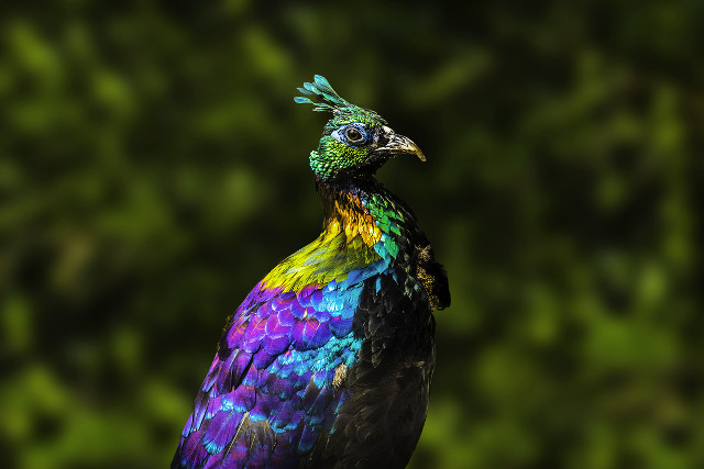 Colorful bird green background blurry free wallpaper - medium preview image