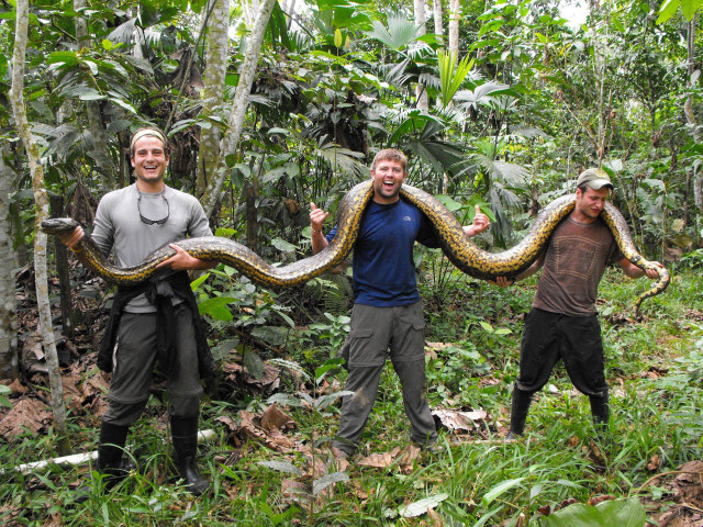 Three men large snake jungle free wallpaper - medium preview image