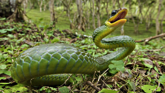 Green snake cobra yellow mouth #2 free wallpaper - medium preview image