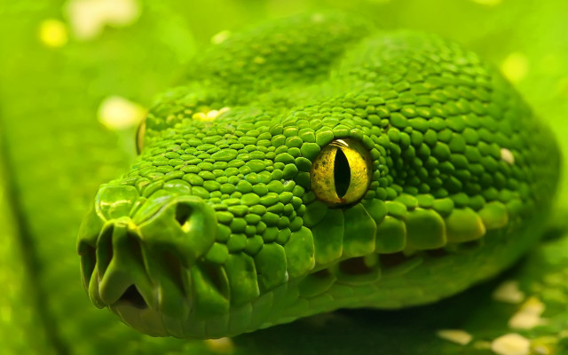 Green cobra yellow eye grass free wallpaper - medium preview image