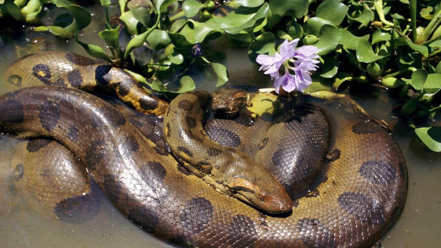 Large snake water purple flowers free wallpaper - medium preview image