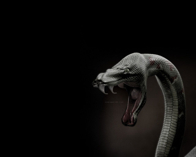 Snake mouth open tongue dark free wallpaper - medium preview image