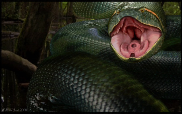 Green snake mouth open wide free wallpaper - medium preview image