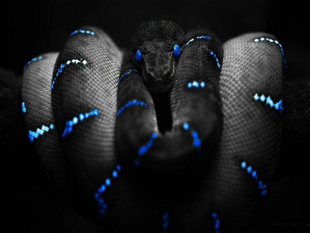 Blue black snake head turned #3 free wallpaper - medium preview image