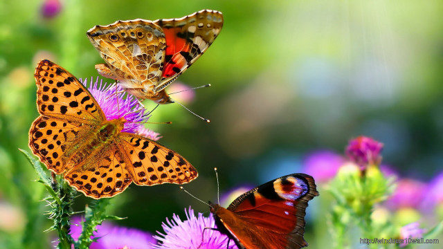 Butterflies flower sun ground free wallpaper - medium preview image
